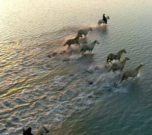 Horses swimming in a calm sea.